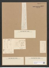 Nitzschia tubicola Grun. (de-Toni-Nr.: Genus 47, Species 2130) Zeichnungen Sammlung Grunow Nr. 4276 (NHMW-BOT-W0372279)